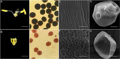 Quantitative proteomic analysis reveals hub proteins for high temperature-induced male sterility in bread wheat (Triticum aestivum L.)